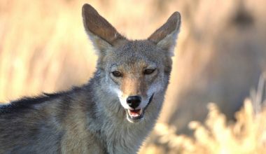 ΗΠΑ: H στιγμή που κογιότ κυνηγά τρίχρονο παιδί μέσα στην αυλή του σπιτιού του! – Δείτε βίντεο