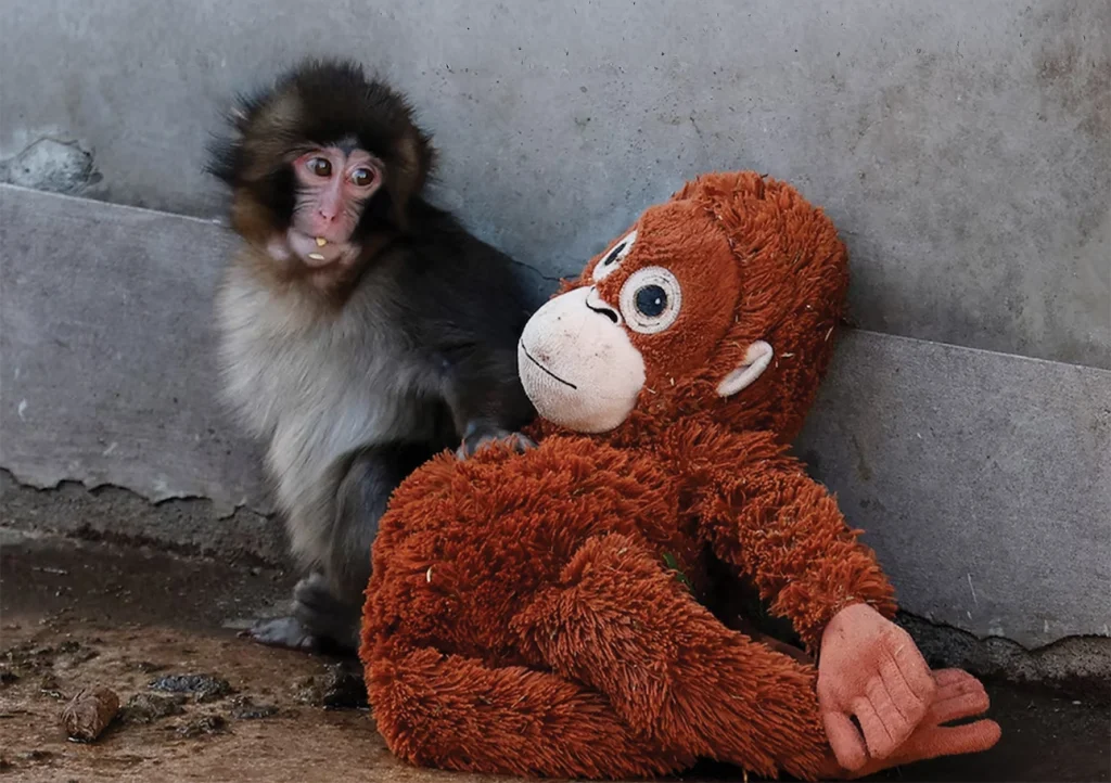 Ειδικός αποκαλύπτει γιατί ο μικρός μακάκος Punch απορρίπτεται διαρκώς