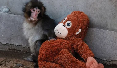 Ειδικός αποκαλύπτει γιατί ο μικρός μακάκος Punch απορρίπτεται διαρκώς