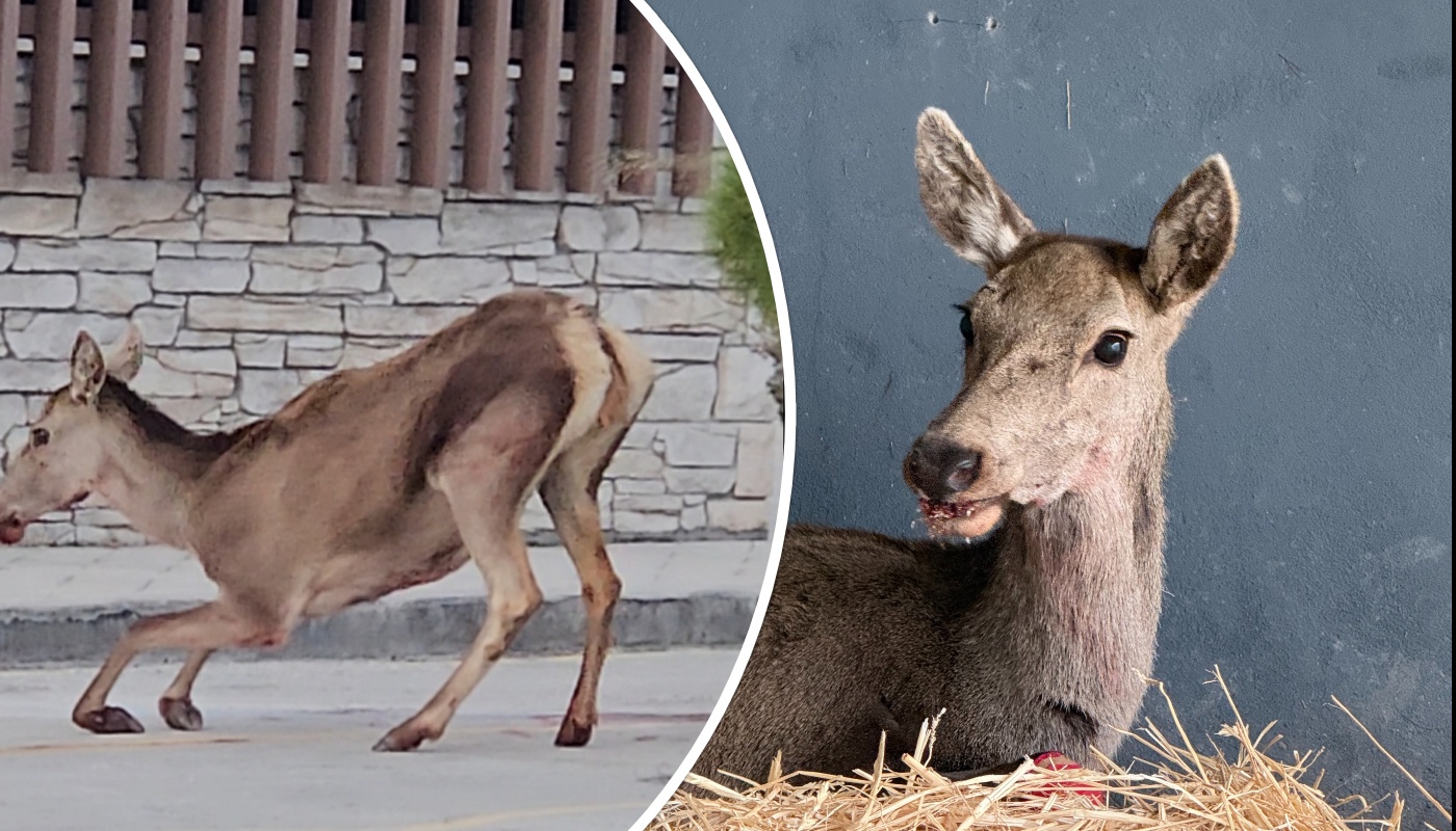 Πάρνηθα: Θηλυκό ελάφι βρέθηκε σοβαρά τραυματισμένο στον χώρο στάθμευσης του τελεφερίκ (φώτο)