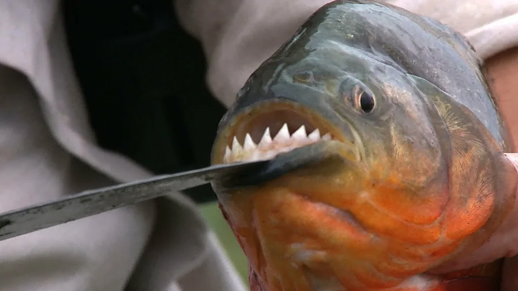 Πόσο χρόνο χρειάζεται ένα πιράνχας για να φάει έναν άνθρωπο; (βίντεο)