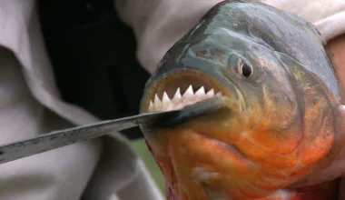 Πόσο χρόνο χρειάζεται ένα πιράνχας για να φάει έναν άνθρωπο; (βίντεο)