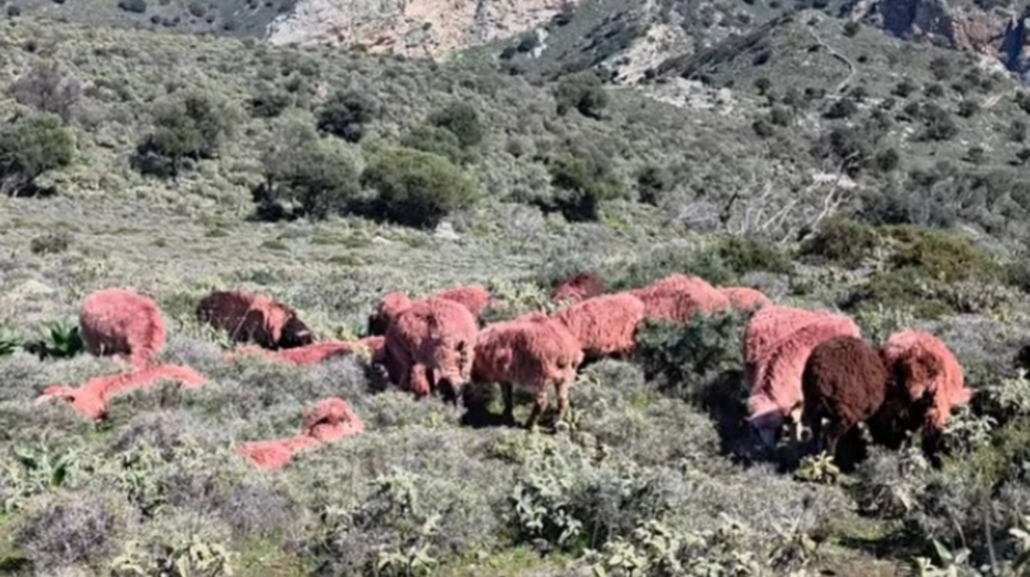 Κτηνοτρόφος στην Κρήτη έβαψε τα πρόβατά του κόκκινα για να μην του τα κλέψουν! (βίντεο)