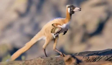 Παταγονία: Βρέθηκε ο σκελετός μικροσκοπικού δεινοσαύρου T-Rex – Το αίνιγμα δεκαετιών