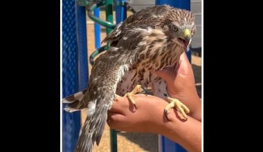 ΗΠΑ: Ποινή φυλάκισης σε 25χρονο Αμερικανό που έδωσε αλκοόλ σε αρπαχτικό (φώτο)