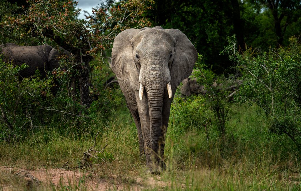Ινδία: H στιγμή που ελέφαντας «τυλίγει» άνδρα με την προβοσκίδα του και τον εκσφενδονίζει! (βίντεο)