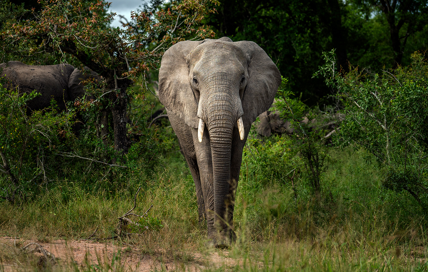 Ινδία: H στιγμή που ελέφαντας «τυλίγει» άνδρα με την προβοσκίδα του και τον εκσφενδονίζει! (βίντεο)