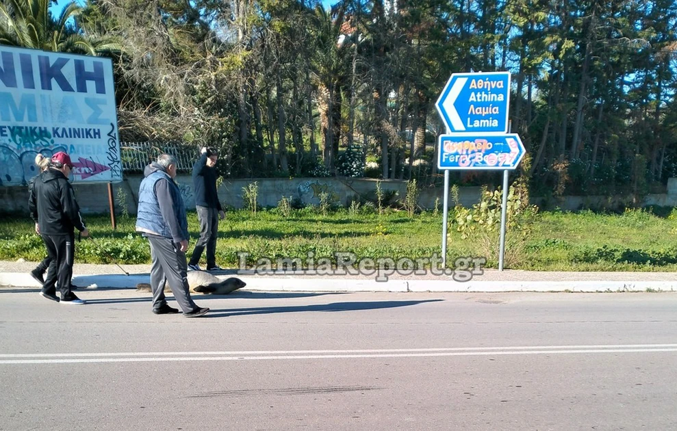 Αρκίτσα Φθιώτιδας: Μικρή φώκια βγήκε…στη στεριά – Την βοήθησαν να επιστρέψει στη θάλασσα (βίντεο)