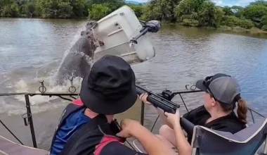 Νότια Αφρική: Ιπποπόταμος αναποδογύρισε σκάφος ομάδας προστασίας – Στο νερό ο θηροφύλακας (τρομακτικό βίντεο)