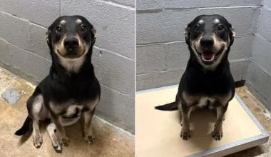 Νότια Καρολίνα: Σκυλίτσα σε καταφύγιο… χαμογέλασε όταν της ανακοίνωσαν ότι θα υιοθετηθεί (φώτο)