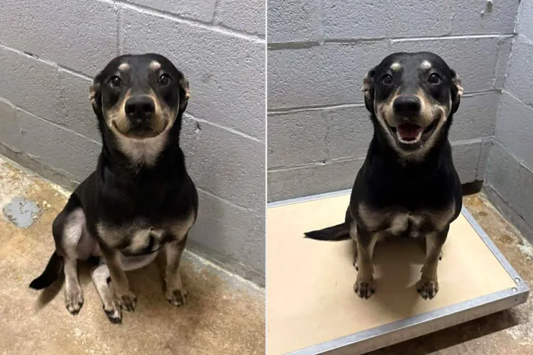 Νότια Καρολίνα: Σκυλίτσα σε καταφύγιο… χαμογέλασε όταν της ανακοίνωσαν ότι θα υιοθετηθεί (φώτο)