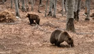 Νυμφαίο: Αρκούδες «ξύπνησαν» από τη χειμερία νάρκη και το έριξαν…στο παιχνίδι (βίντεο)