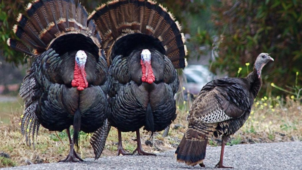 Οτάβα: Η στιγμή που εξαγριωμένες γαλοπούλες κυνηγούν άνδρα – «Εισέβαλε» σε διερχόμενο όχημα για να σωθεί! (βίντεο)