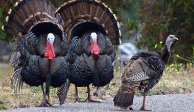 Οτάβα: Η στιγμή που εξαγριωμένες γαλοπούλες κυνηγούν άνδρα – «Εισέβαλε» σε διερχόμενο όχημα για να σωθεί! (βίντεο)
