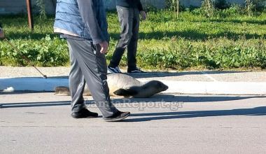 Φώκια έκανε ανενόχλητη την βόλτα της στην Αρκίτσα Φωκίδας – Δείτε βίντεο