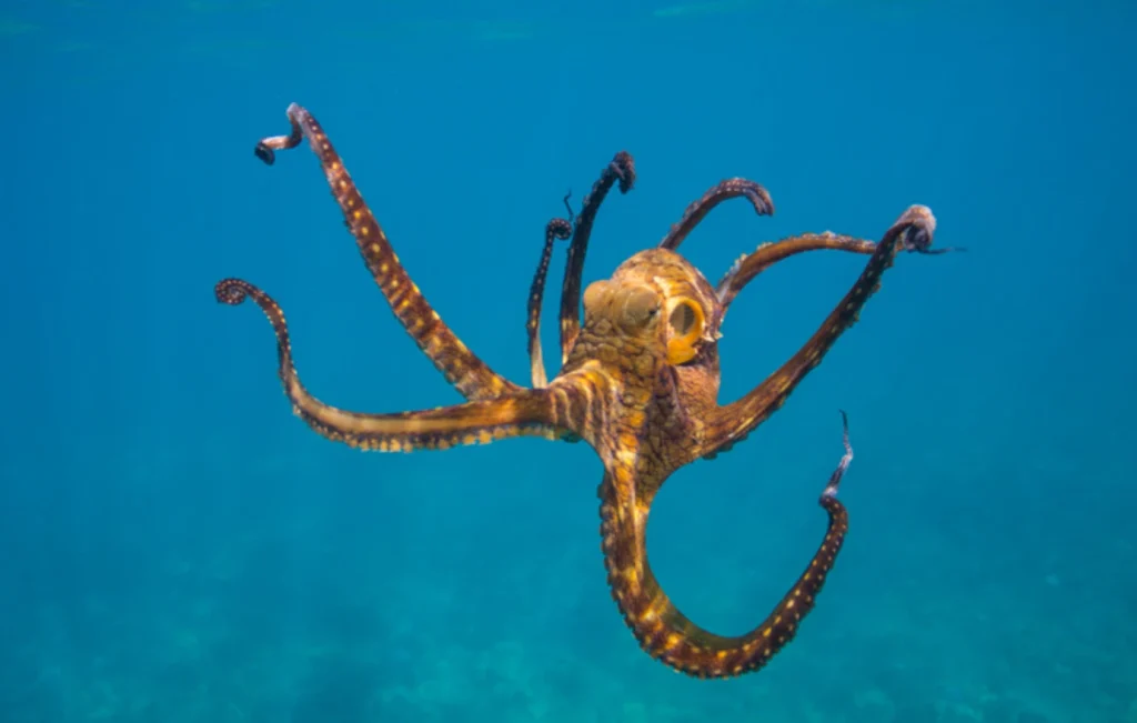 Οξφόρδη για την «επόμενη μέρα: Τα χταπόδια θα επικρατήσουν στον πλανήτη μετά την εξαφάνιση των ανθρώπων