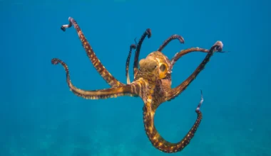 Οξφόρδη για την «επόμενη μέρα: Τα χταπόδια θα επικρατήσουν στον πλανήτη μετά την εξαφάνιση των ανθρώπων