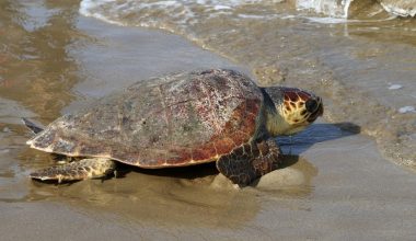 Χελώνα καρέτα-καρέτα γεννά εδώ και 32 χρόνια στον Κυπαρισσιακό Κόλπο! (φωτο)