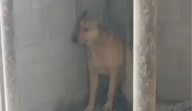 Δείτε τη συγκλονιστική αντίδραση ενός σκύλου στο άκουσμα των σειρήνων πολέμου στη Μέση Ανατολή (βίντεο)