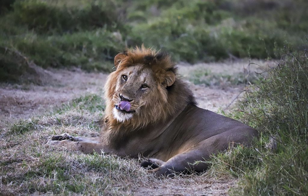 Τρόμος για 10χρονη σε ζωολογικό κήπο στην Κίνα: Πεινασμένο λιοντάρι της άρπαξε το πόδι (βίντεο)