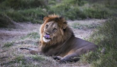 Τρόμος για 10χρονη σε ζωολογικό κήπο στην Κίνα: Πεινασμένο λιοντάρι της άρπαξε το πόδι (βίντεο)