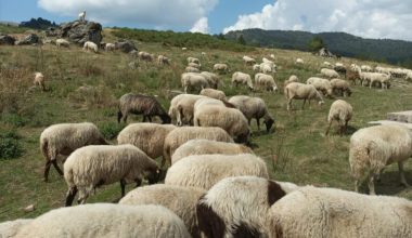 Ήπειρος: Επιβεβαιώθηκε το πρώτο κρούσμα ευλογιάς των αιγοπροβάτων – Αυστηρά μέτρα βιοασφάλειας