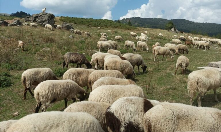 Ήπειρος: Επιβεβαιώθηκε το πρώτο κρούσμα ευλογιάς των αιγοπροβάτων – Αυστηρά μέτρα βιοασφάλειας