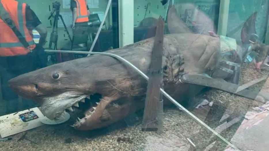 «Ρόζι»: Ο λευκός καρχαρίας που βρέθηκε σε εγκαταλελειμμένος πάρκο & έγινε έκθεμα σε δεξαμενή με φορμαλδεΰδη