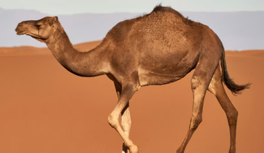 Απίστευτο κι όμως αληθινό: Καμήλες αποκλείστηκαν από διαγωνισμό ομορφιάς λόγω… μπότοξ & ενέσιμων εμφυτευμάτων!