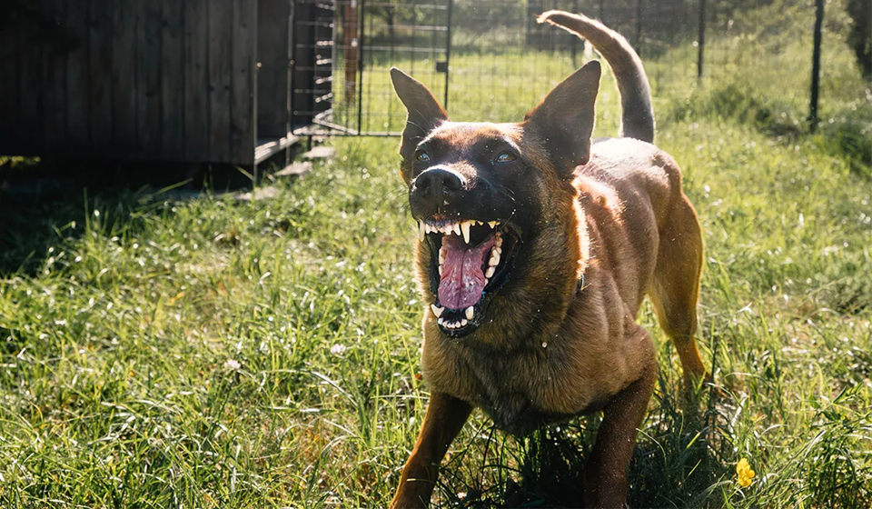 Βίντεο: 7χρονη δέχθηκε άγρια επίθεση από Μαλινουά στο Μεξικό – Της έκαναν 68 ράμματα στο κεφάλι