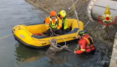 Βίντεο: Η στιγμή της διάσωσης μιας λύκαινας που έπεσε σε κανάλι στην Βερόνα