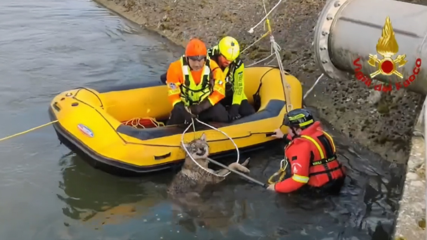 Βίντεο: Η στιγμή της διάσωσης μιας λύκαινας που έπεσε σε κανάλι στην Βερόνα