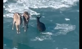 Ντιτρόιτ: Ελάφια επιπλέουν στον πάγο – Η επιχείρηση διάσωσης που…δεν έγινε (βίντεο)