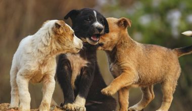 Θεσσαλονίκη: Πρόστιμο πάνω από 65.000 ευρώ σε 62χρονο που εγκατέλειψε δύο κουτάβια στο δρόμο