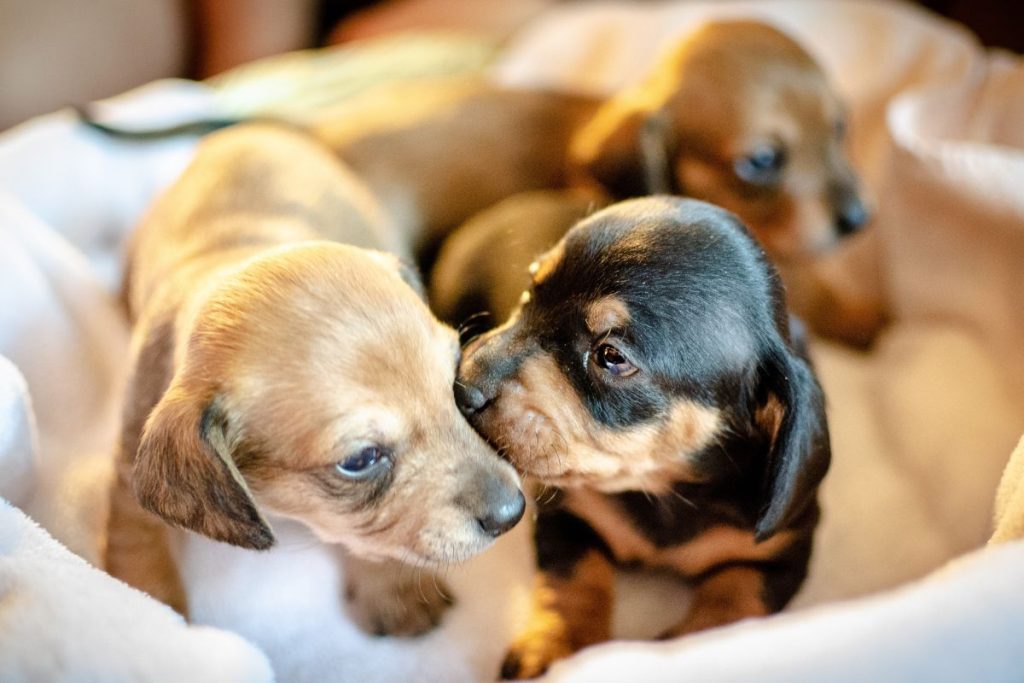 Φρίκη στην Αμαλιάδα: Έβαλαν κουτάβια μέσα σε τσουβάλια και τα πέταξαν σε λίμνη!