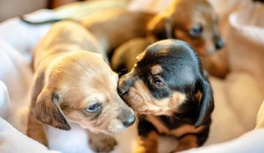 Φρίκη στην Αμαλιάδα: Έβαλαν κουτάβια μέσα σε τσουβάλια και τα πέταξαν σε λίμνη!