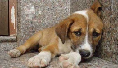 Θεσσαλονίκη: Πρόστιμο πάνω από 65.000 ευρώ σε 62χρονο που εγκατέλειψε δύο κουτάβια στο δρόμο