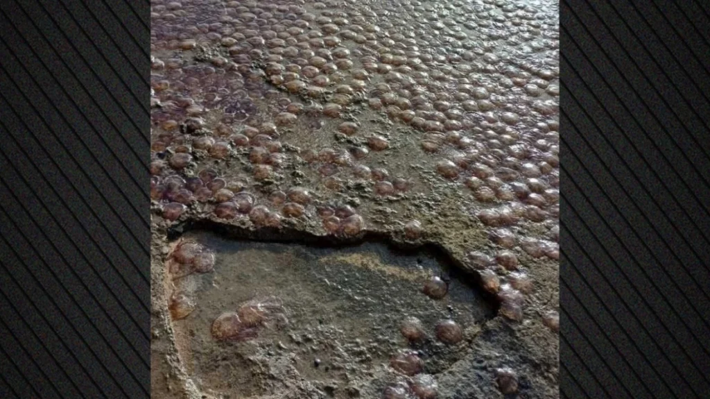 Εύβοια: Eκατοντάδες μέδουσες ξεβράστηκαν στην παραλία Λιμενάρι Πολιτικών (φωτο)