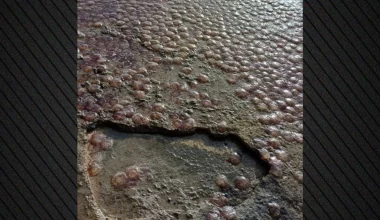 Εύβοια: Eκατοντάδες μέδουσες ξεβράστηκαν στην παραλία Λιμενάρι Πολιτικών (φωτο)