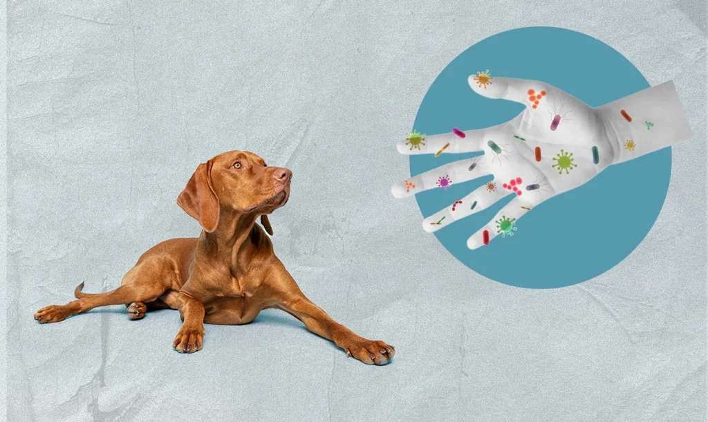 Αυτοί είναι οι 10 πιο θανατηφόροι ιοί που μεταδίδονται από ζώα: Ποια η θέση της λύσσας, τι ισχύει για Έμπολα & H5N1