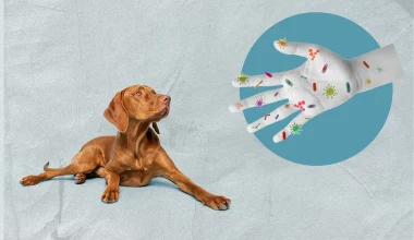 Αυτοί είναι οι 10 πιο θανατηφόροι ιοί που μεταδίδονται από ζώα: Ποια η θέση της λύσσας, τι ισχύει για Έμπολα & H5N1