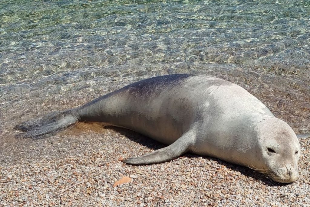 Λέσβος: Φώκια εμφανίστηκε στο λιμάνι της Μυτιλήνης – Δείτε βίντεο