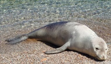 Λέσβος: Φώκια εμφανίστηκε στο λιμάνι της Μυτιλήνης – Δείτε βίντεο
