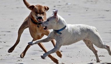Θεσσαλονίκη: Αγέλη σκύλων επιτέθηκε σε μητέρα με παιδί στην Πυλαία
