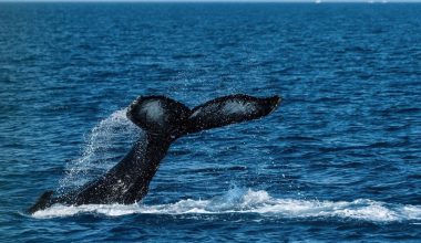 Γροιλανδία: Κάμερα κατέγραψε «νεκροταφείο φαλαινών» στον βυθό της θάλασσας – Εντυπωσιακά πλάνα