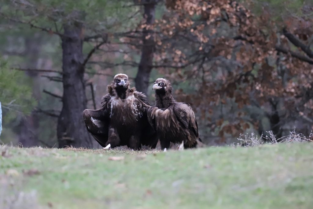 Δάσος Δαδιάς: Για πρώτη φορά μαυρόγυπες γεννήθηκαν σε τεχνητές φωλιές – Ο ρόλος τους στην αποτροπή της εξαφάνισης