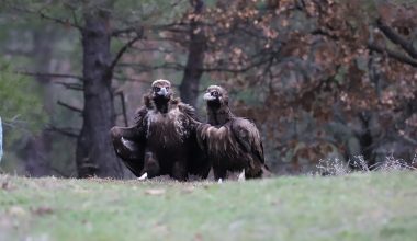 Δάσος Δαδιάς: Για πρώτη φορά μαυρόγυπες γεννήθηκαν σε τεχνητές φωλιές – Ο ρόλος τους στην αποτροπή της εξαφάνισης