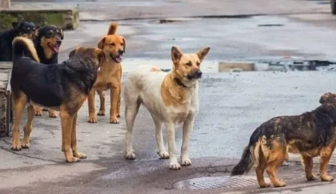Επίθεση από αδέσποτα σκυλιά στην Πυλαία: «Θα με είχαν κατασπαράξει» – Συγκλονίζει η περιγραφή της κ. Νάντιας
