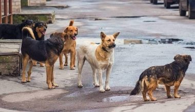 Θεσσαλονίκη: Επίθεση αδέσποτων σκυλιών σε γυναίκα – «Αν δεν ήταν η κόρη μου θα με είχαν κατασπαράξει» (βίντεο)