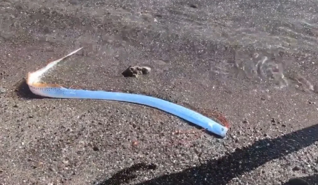 Μεξικό: Αμερικανίδες τουρίστριες εντόπισαν σε παραλία δύο ψάρια «προάγγελους της καταστροφής»